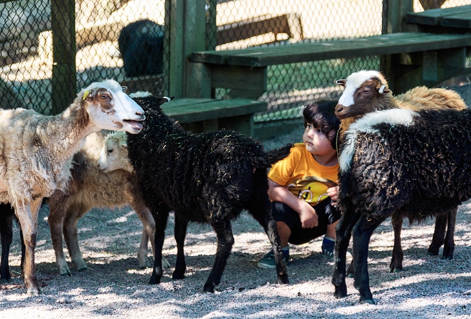 Tristan sitter tillsammans med många får i Barnens Zoo i Slottsskogen